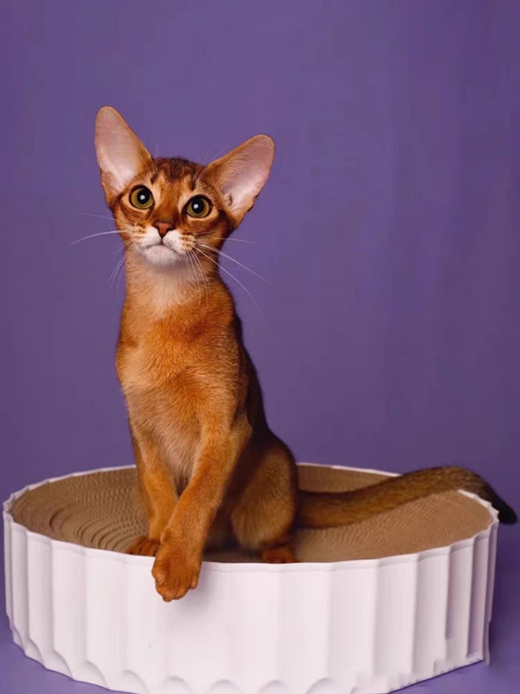 猫舍直销,批发价出售,阿比西尼亚